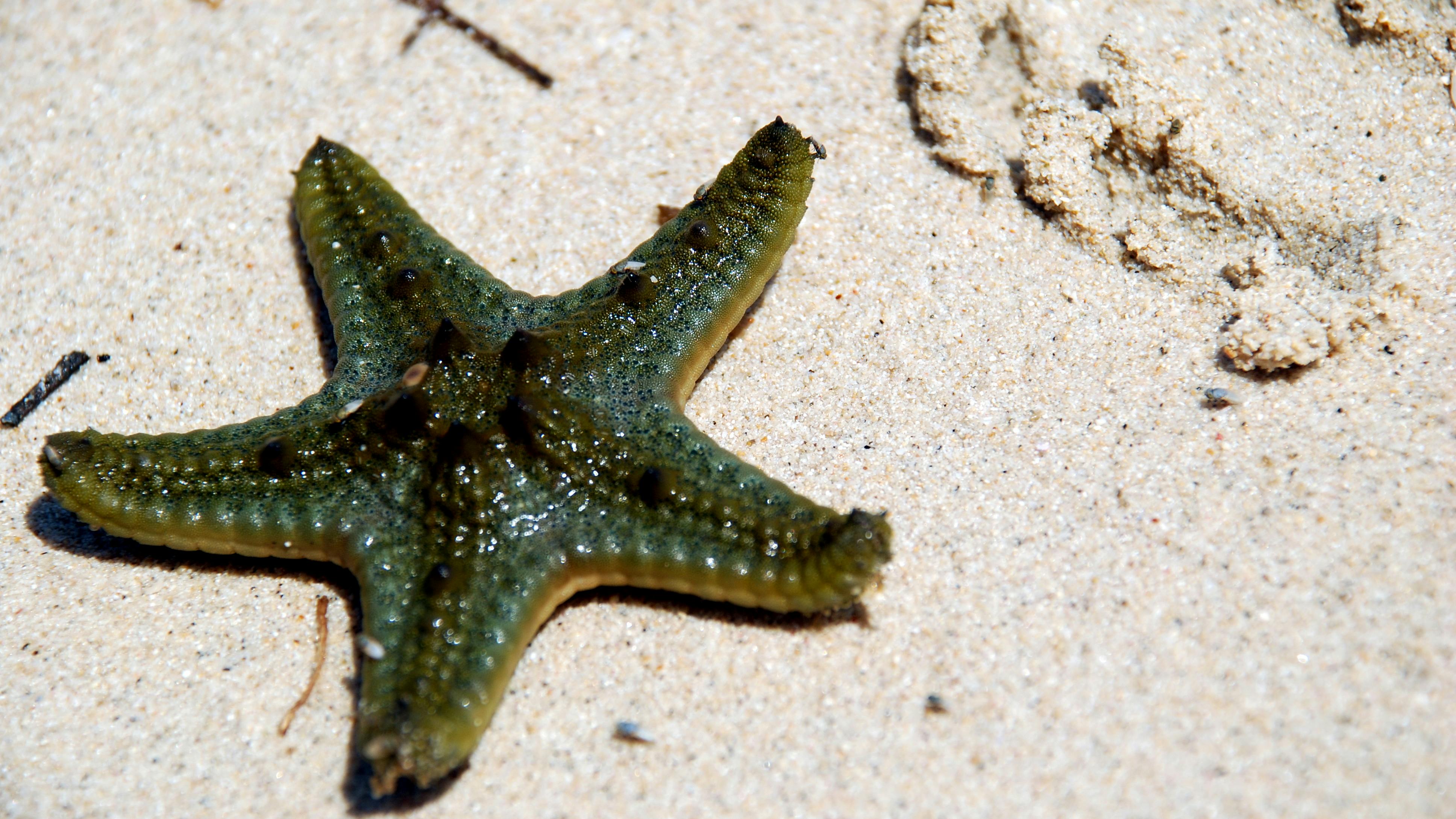 Foto Stok Gratis Tentang Alam Bintang Bintang Laut