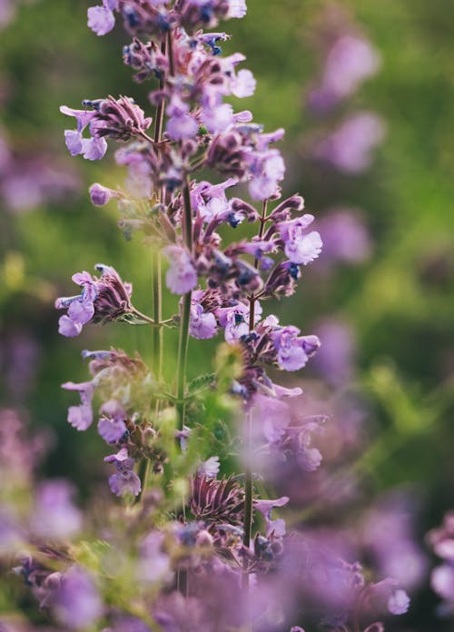 Close-Up Shot of Blooming Purple Flowers