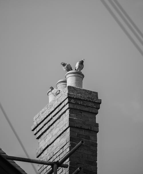 Grayscale Photo of Feral Pigeons on Chimney