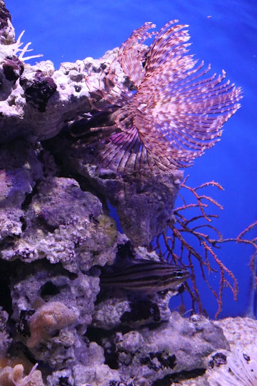 Kostenloses Stock Foto zu aquarium, fisch, koralle