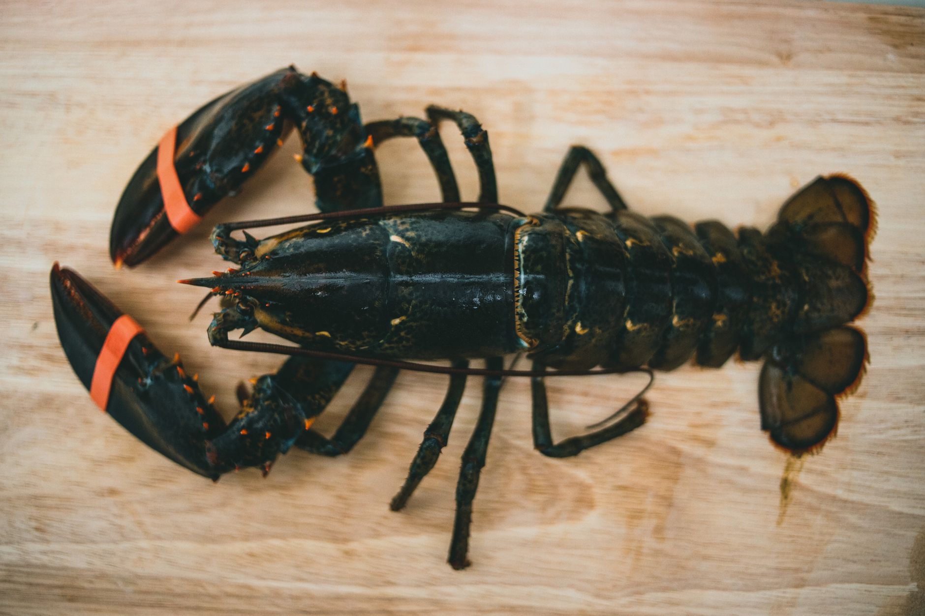 Close-up of a fresh lobster on a wooden surface, ideal for culinary and seafood themes.