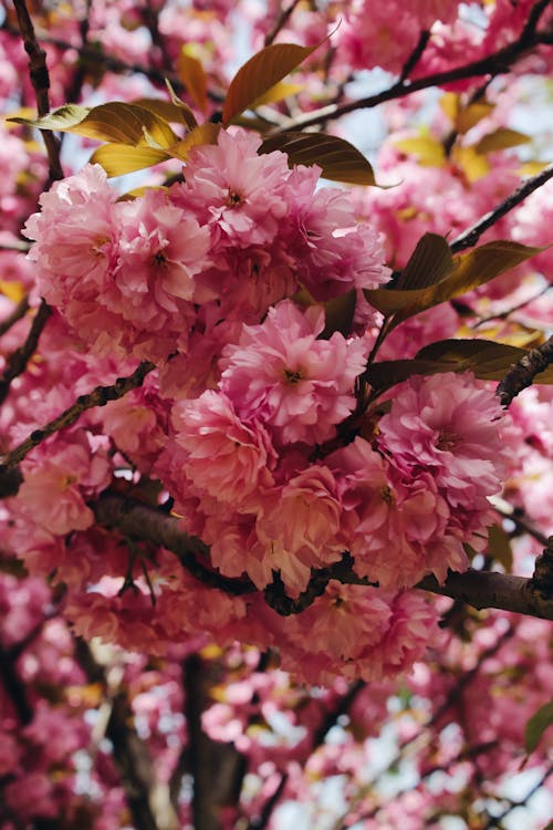 Безкоштовне стокове фото на тему «вертикальні постріл, вишневий цвіт, впритул» стокове фото