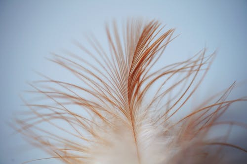 Free Single White Brown Feather Stock Photo