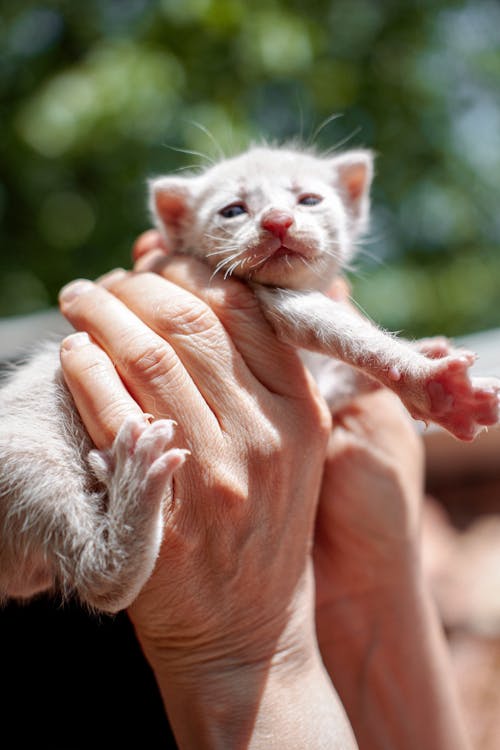 Close-Up Shot of a Person Holding a Kitten