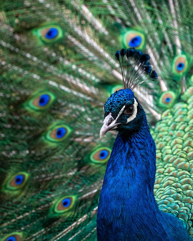 Close-Up Shot Of A Blue Peafowl