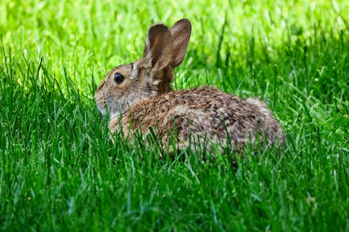Ảnh lưu trữ miễn phí về bãi cỏ, cỏ, Con thỏ