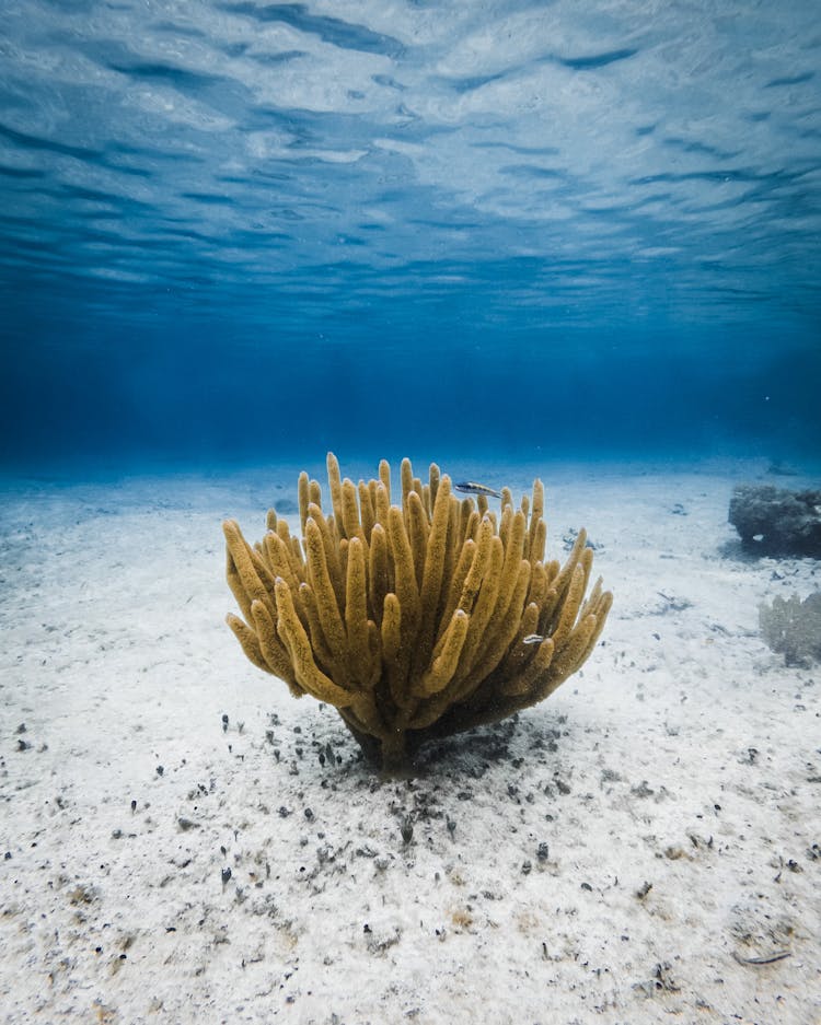 Underwater Shot Of Yellow Sea Anemone