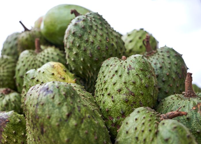 Guyabano Soursop Fruit - Urban Goes Green Plant Guide