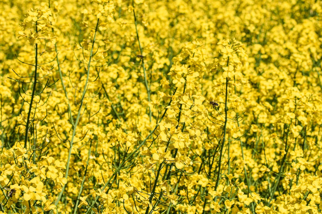 Darmowe zdjęcie z galerii z flora, gospodarstwo, kwiaty