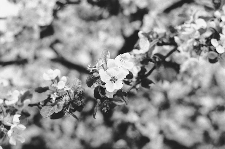 Monochrome Photo Of Blooming Flower 