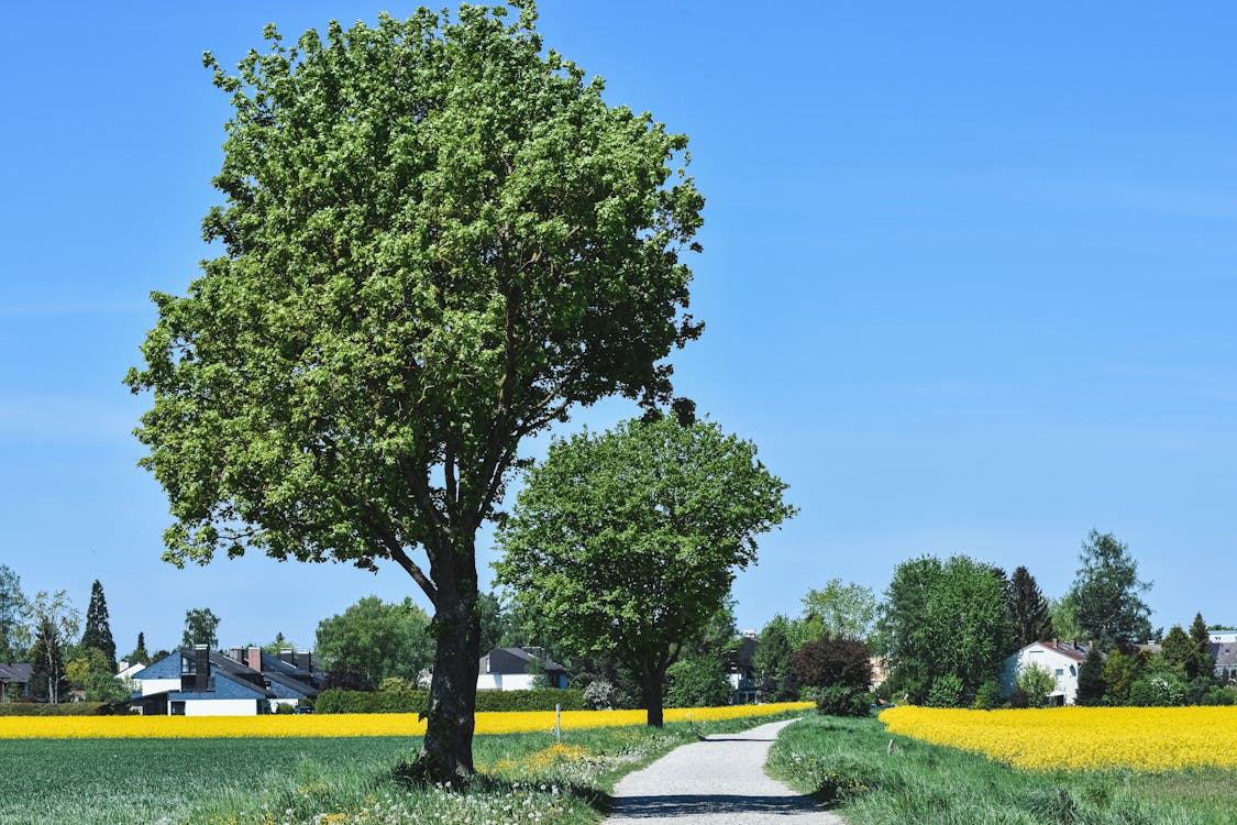 Immagine gratuita di agricoltura, alberi verdi, azienda agricola