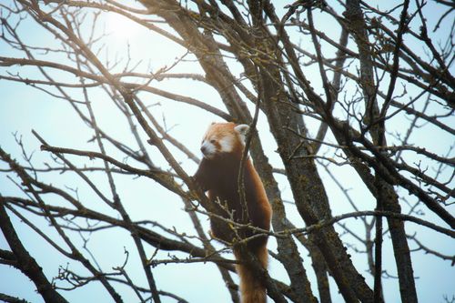 Free Red panda on tree branches in serene natural setting. Stock Photo