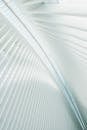 White Window Blinds