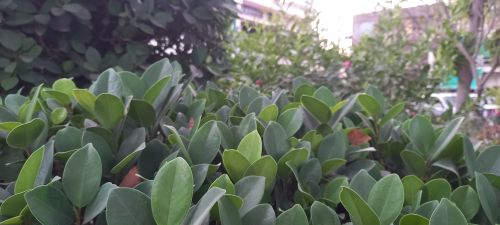 Free Green Plant Photo - 9 Stock Photo