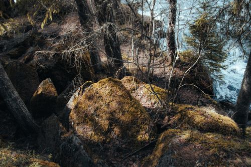 Free Explore the tranquil beauty of a mossy forest landscape by a flowing river. Stock Photo