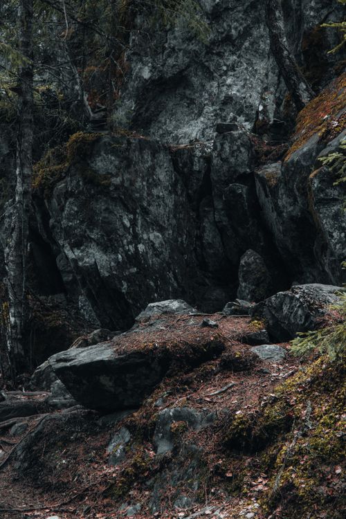 Free Explore a moody, dense forest with rocky terrain and autumn foliage. Stock Photo