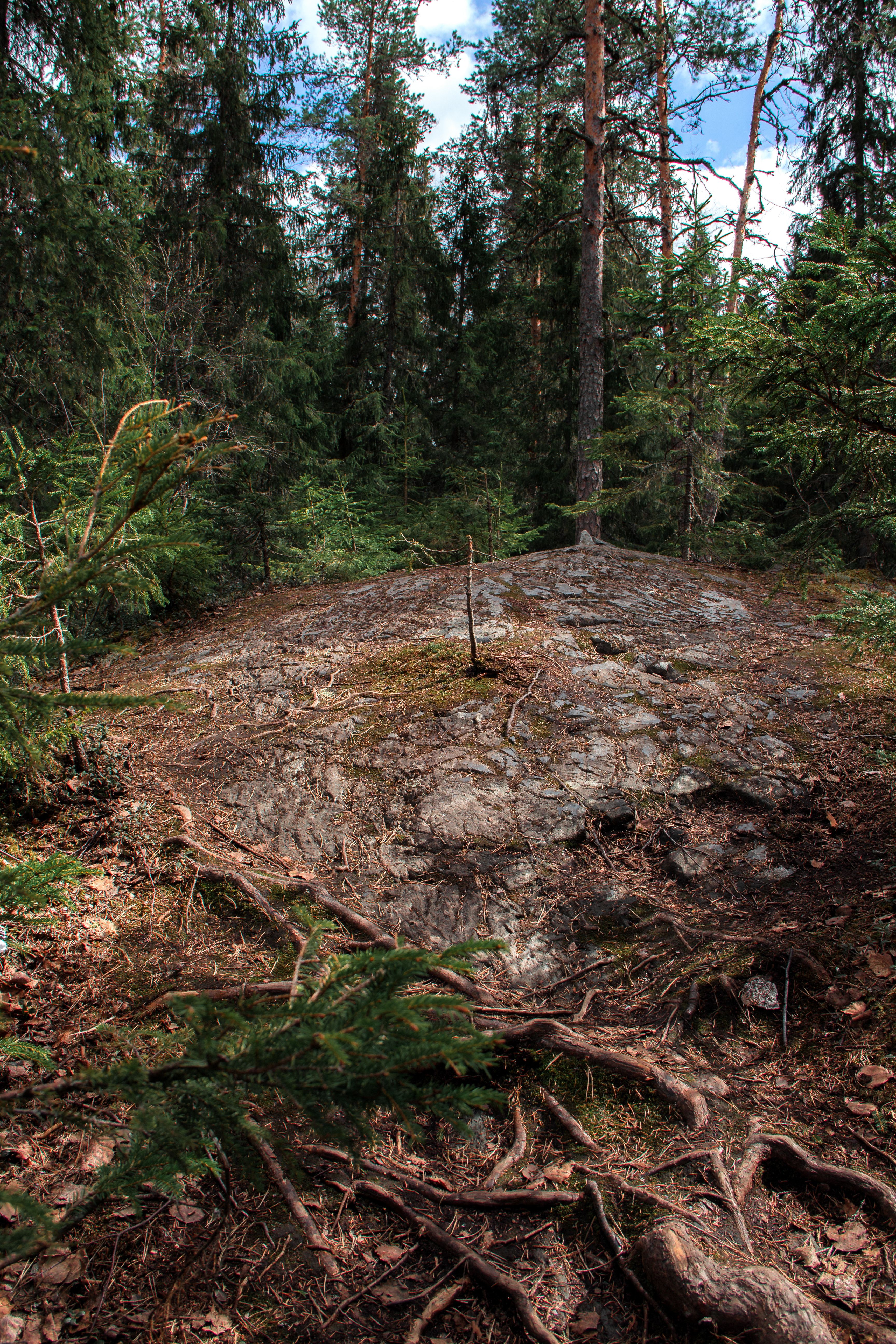 Vertical shot of a forest with lush green trees and rocky terrain, perfect for nature enthusiasts.