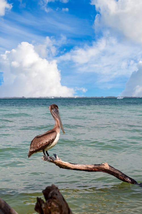 A Galapagos Brown Pelican Perched on a Driftwood