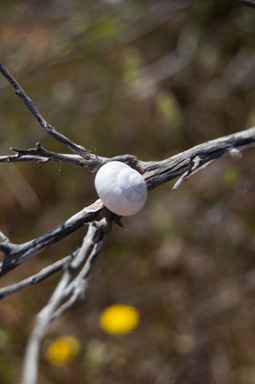 Foto d'estoc gratuïta de animal, branca d'arbre, cargol