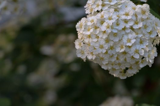 White Flowers in Tilt Shift Lens