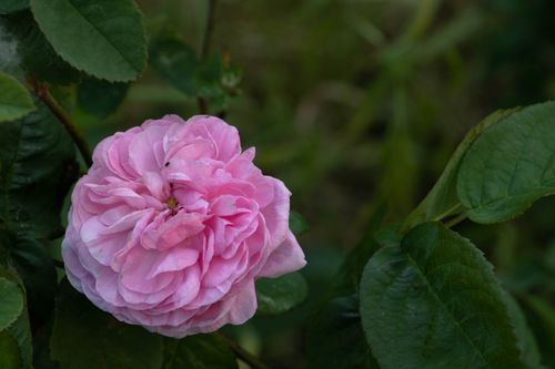 Free Beautiful close-up of a blooming pink Damask rose against green leaves, showcasing nature's elegance. Stock Photo