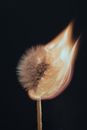 Fired up Images