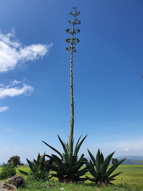 Gratis stockfoto met agave, bladeren, blauwe lucht