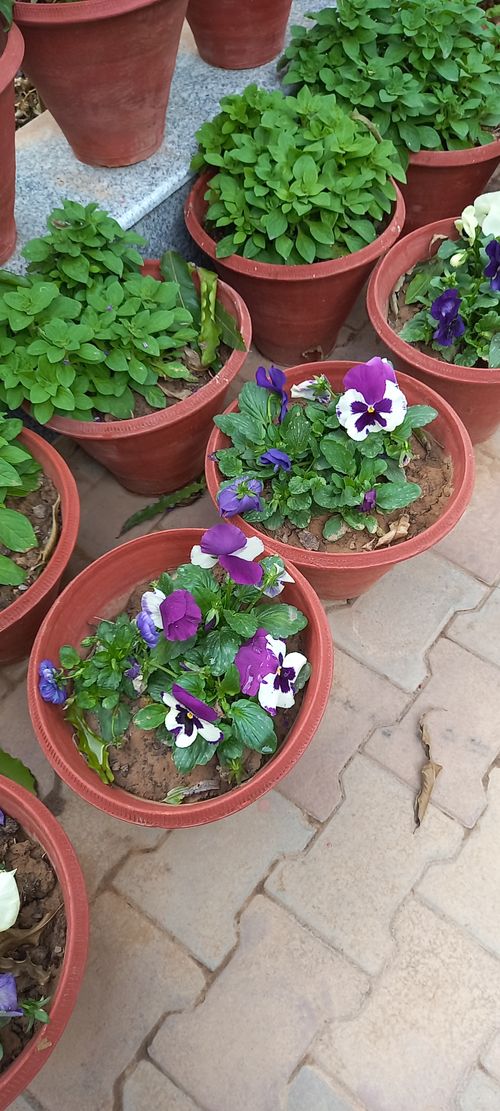 Free Green Plant Photo - 25 Stock Photo