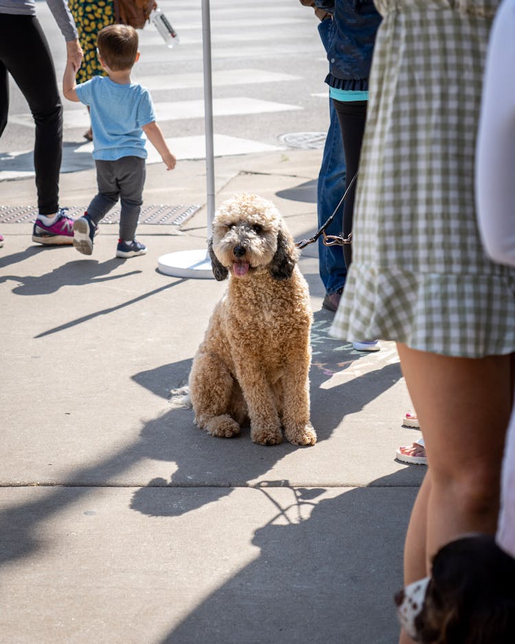 Dog On Pavement