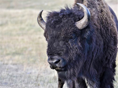 Gratis stockfoto met bizon, bizon buffels dieren in het wild, dieren in het wild Stockfoto