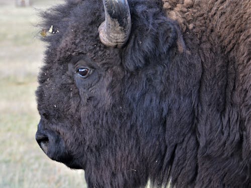 Close-up Photo of a Bison 