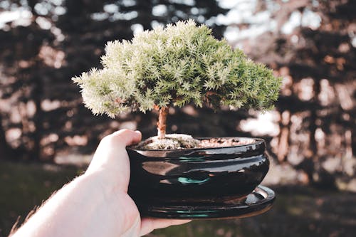 Free A Person Holding a Green Plant Stock Photo