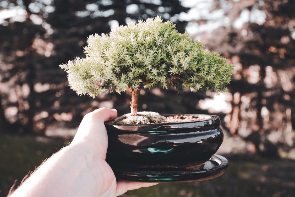 Hand holding a lush green bonsai tree in a black pot against a blurred natural background.