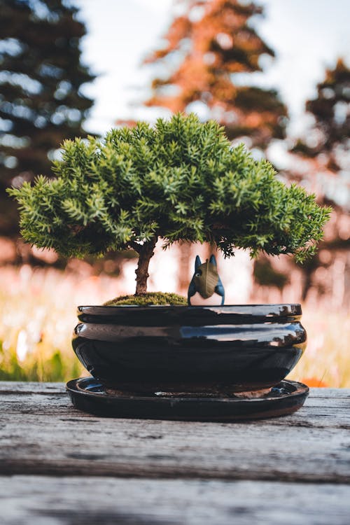 Free A Close Up Photo of  Bonsai Plant on a Brown Ceramic Pot Stock Photo