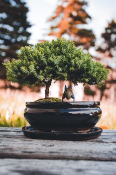A beautiful bonsai tree in a classic ceramic pot placed outdoors on a rustic wooden table.