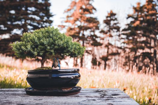 A peaceful bonsai tree in a black pot outdoors on a wooden table with blurred natural background.