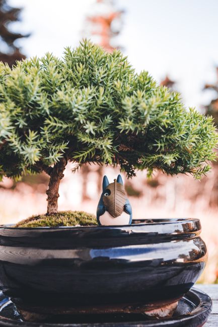 Charming bonsai tree with a whimsical figurine in a glossy black ceramic pot, outdoors.