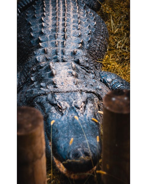 Gratis Foto stok gratis aligator, binatang, fotografi binatang Foto Stok