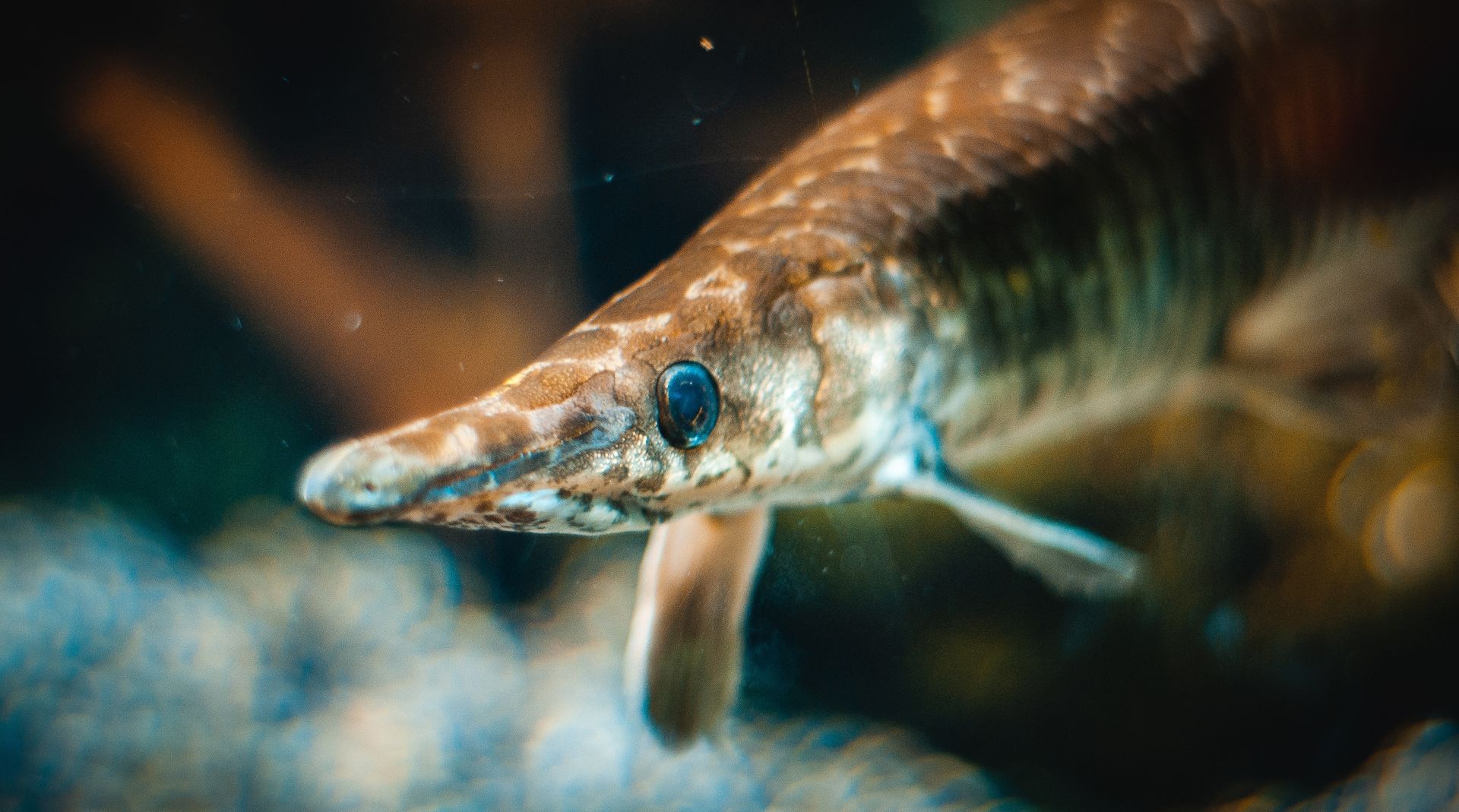 Detailed close-up of an Alligator Gar fish underwater, showcasing its unique features.
