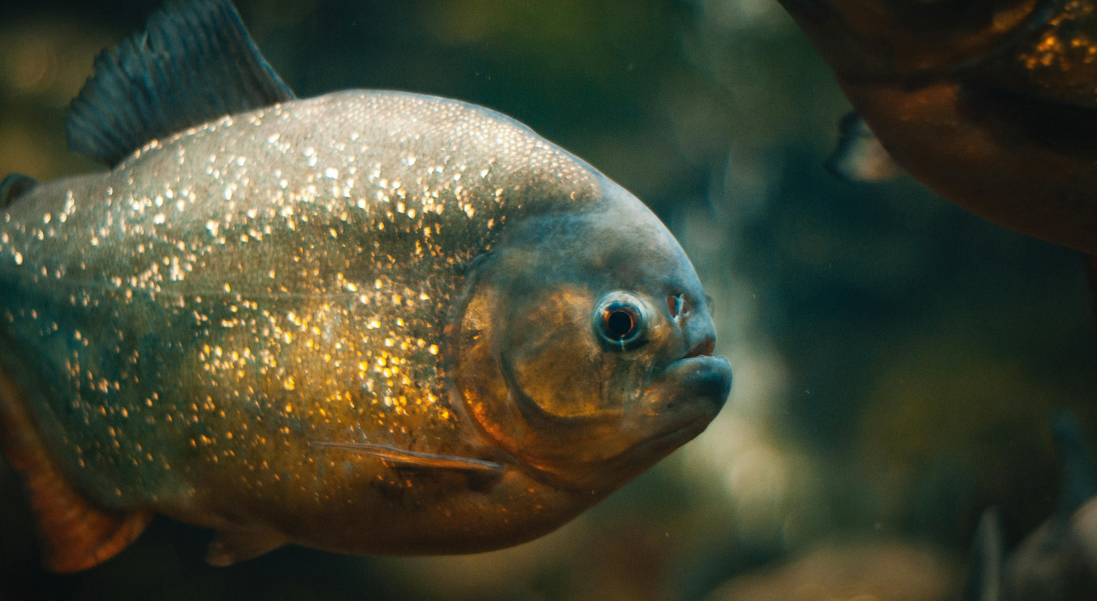 close up shot of red bellied piranha underwater