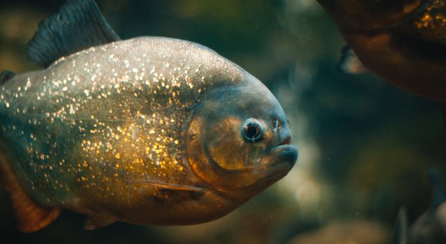 Close-Up Shot of Red-Bellied Piranha Underwater
