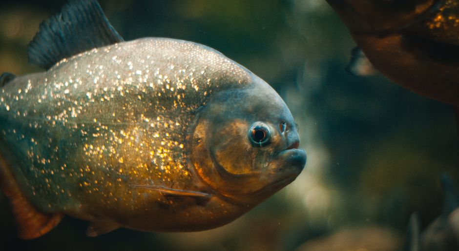 魚の背骨沿いに見える血合いのアップ