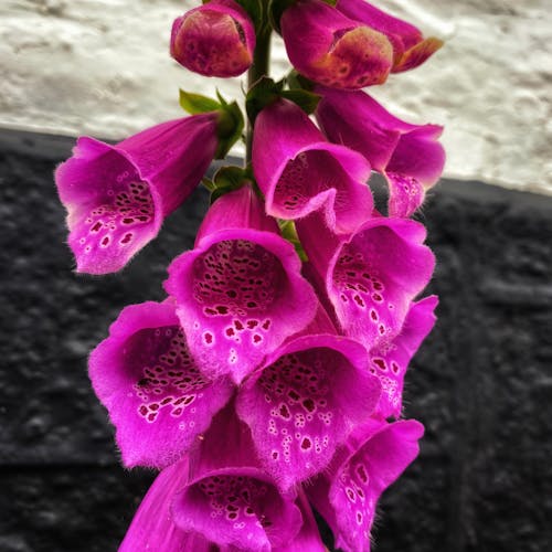 Free stock photo of bloom, flower, foxglove