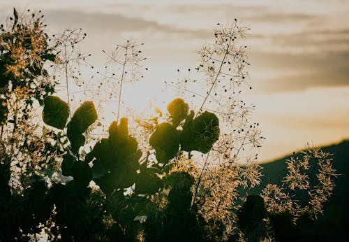 Silhouette of Plants During Sunrise