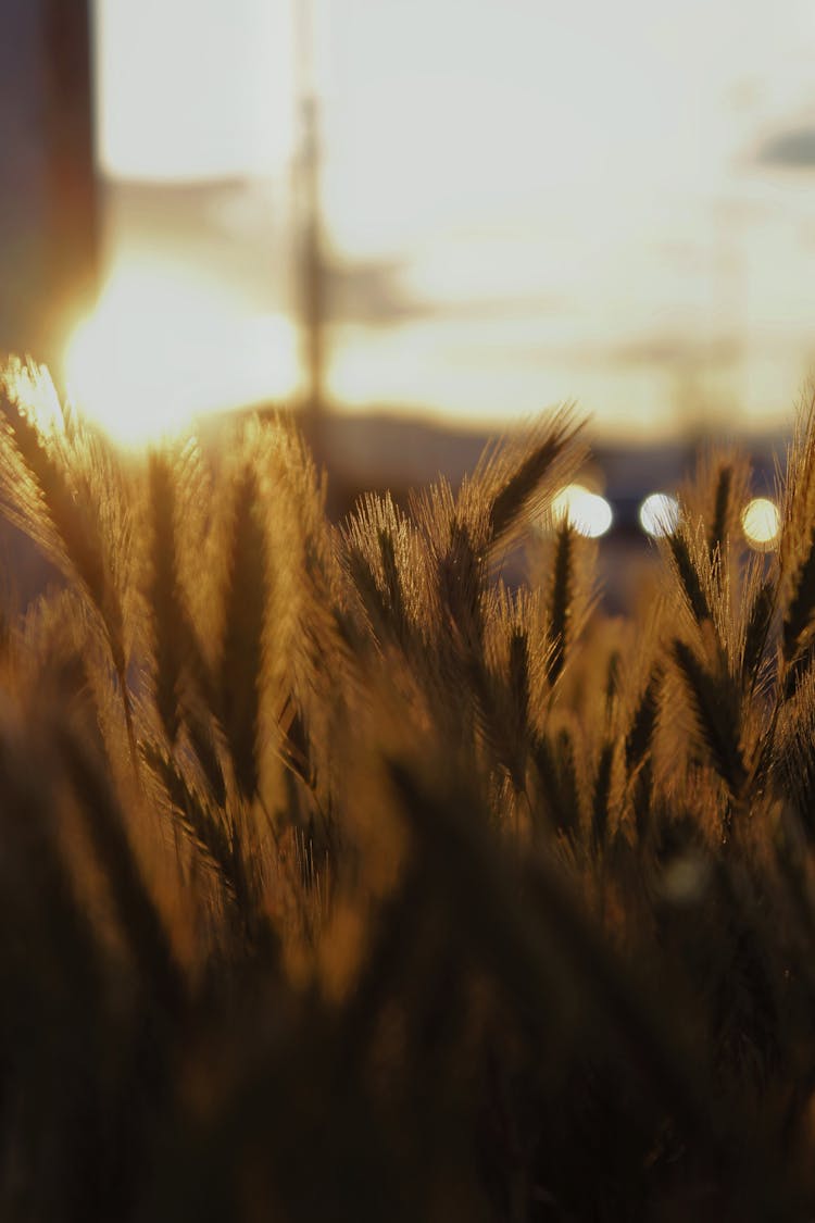 Wheat Spikes In Field On Sunset