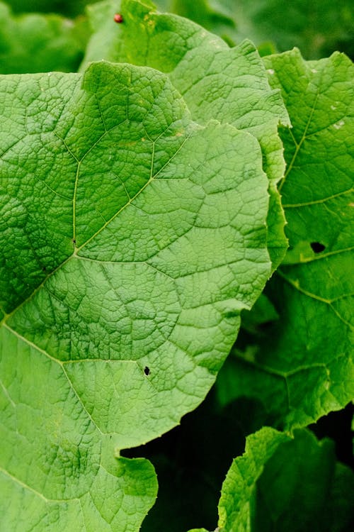 Close-up of Green Leaves