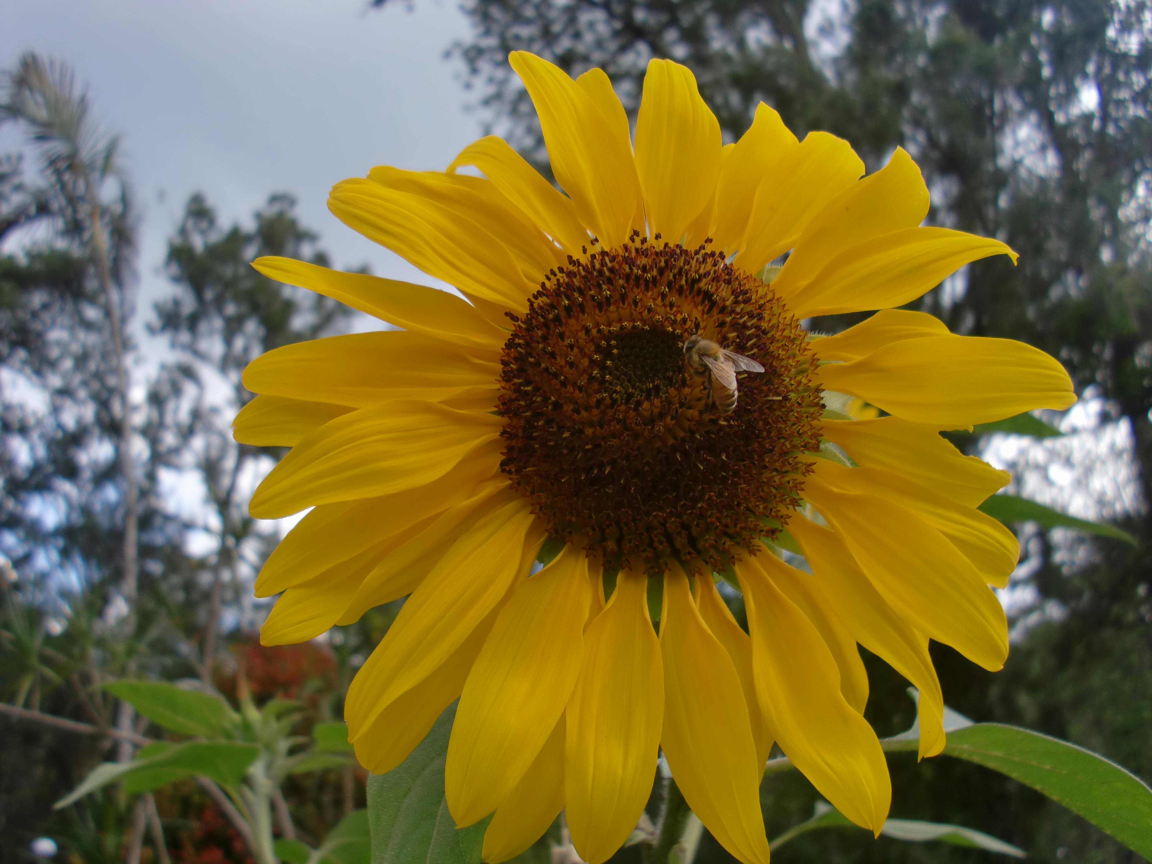 Free stock photo of #bee #sunflower #yellow #cute #nature #ecosystem