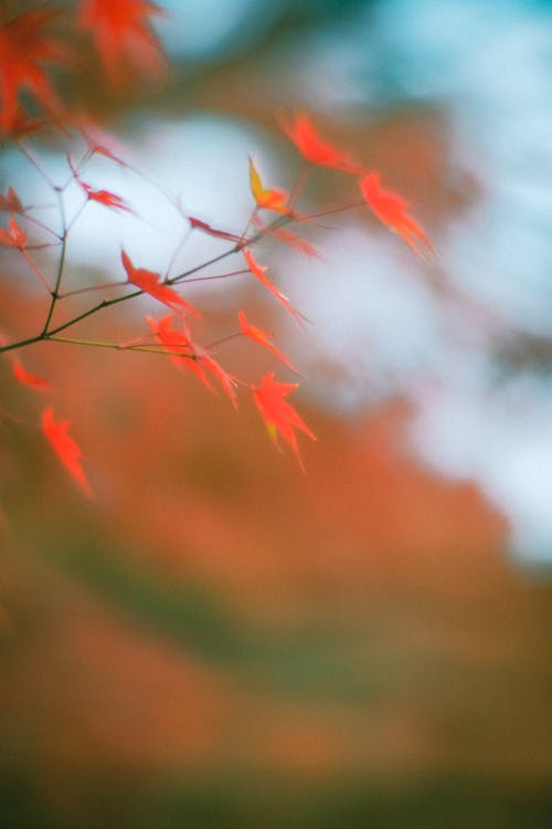 Selective Focus of Red Maple Leaves 