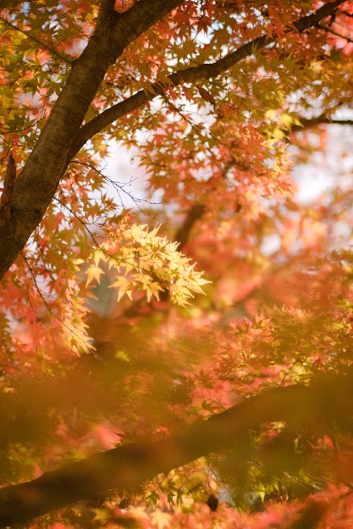 A Tree with Yellow and Orange Leaves 