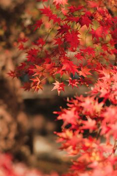 Close-up of vibrant red maple leaves during fall season, outdoors.